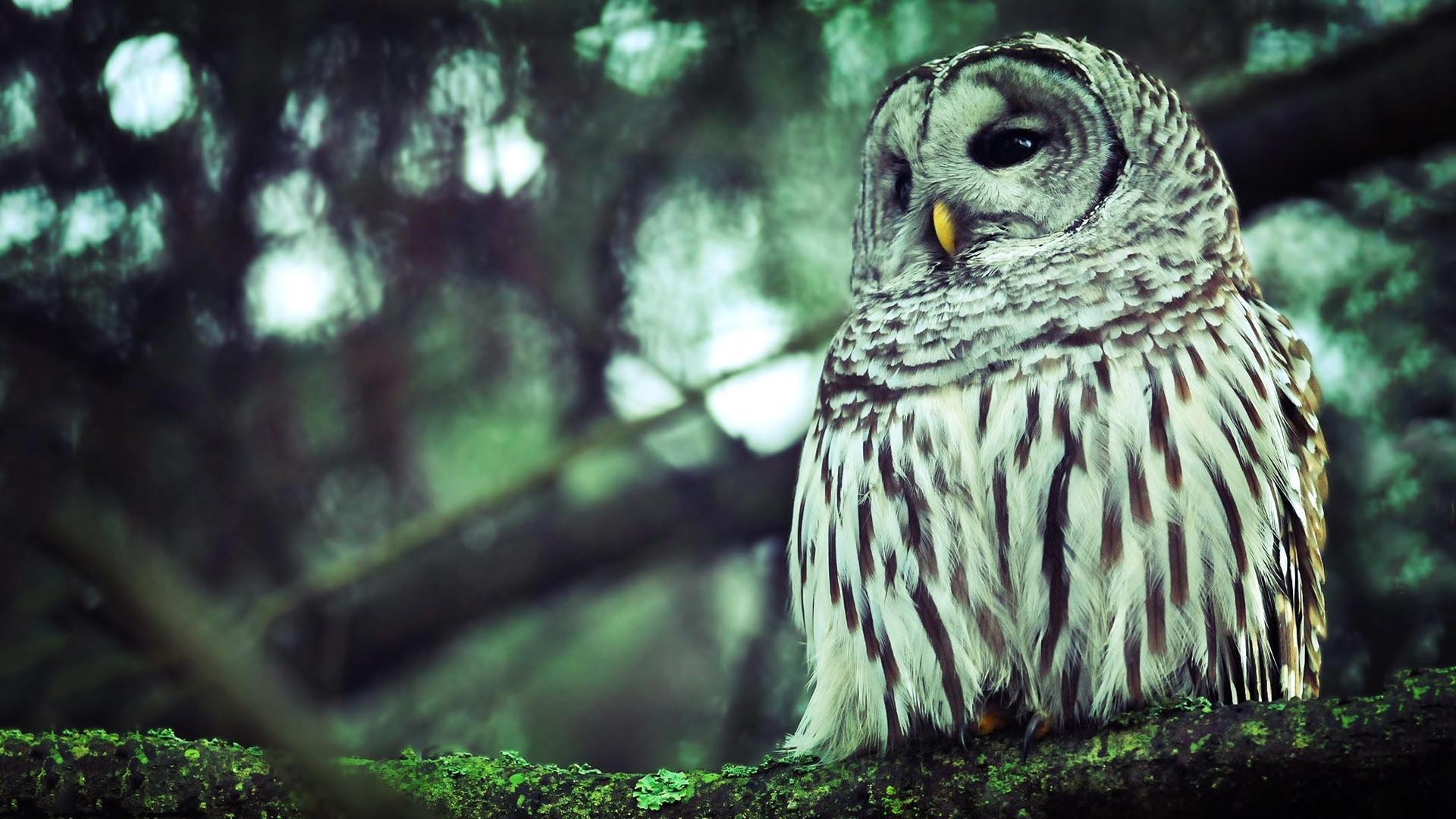 Owl Tumblr Wallpaper Phone For Free Wallpaper - Owl Hd Background - HD Wallpaper 