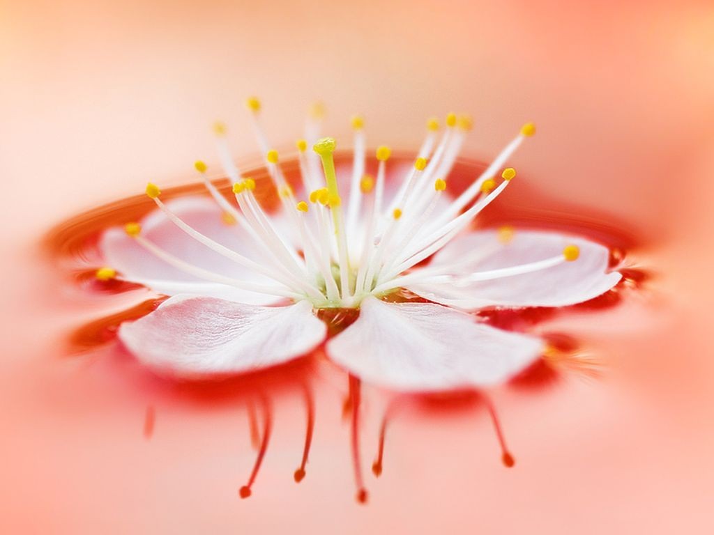 Flowers Wallpaper Pictures Hd For Desktop - HD Wallpaper 