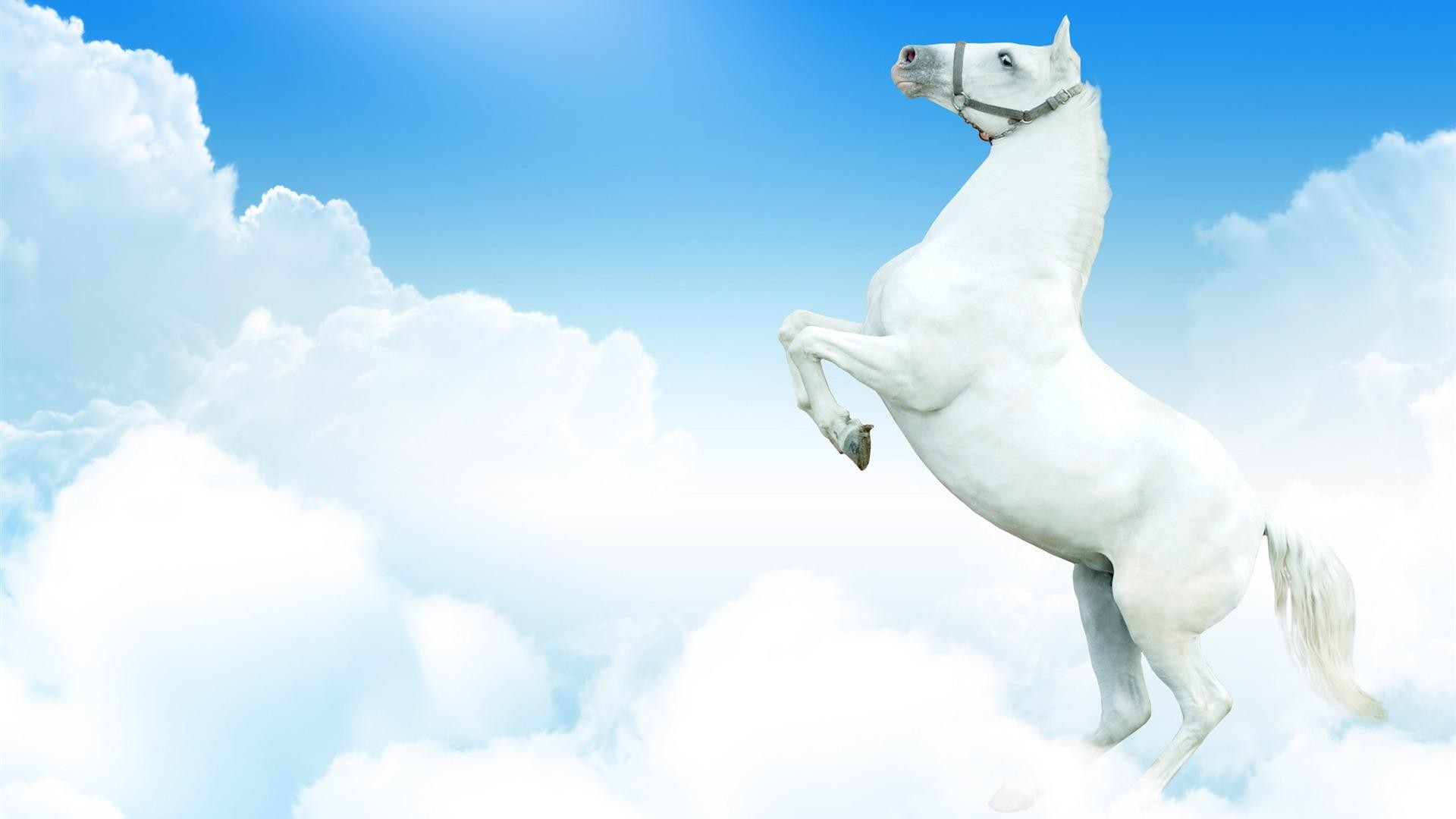 White Horse Photo Download - HD Wallpaper 