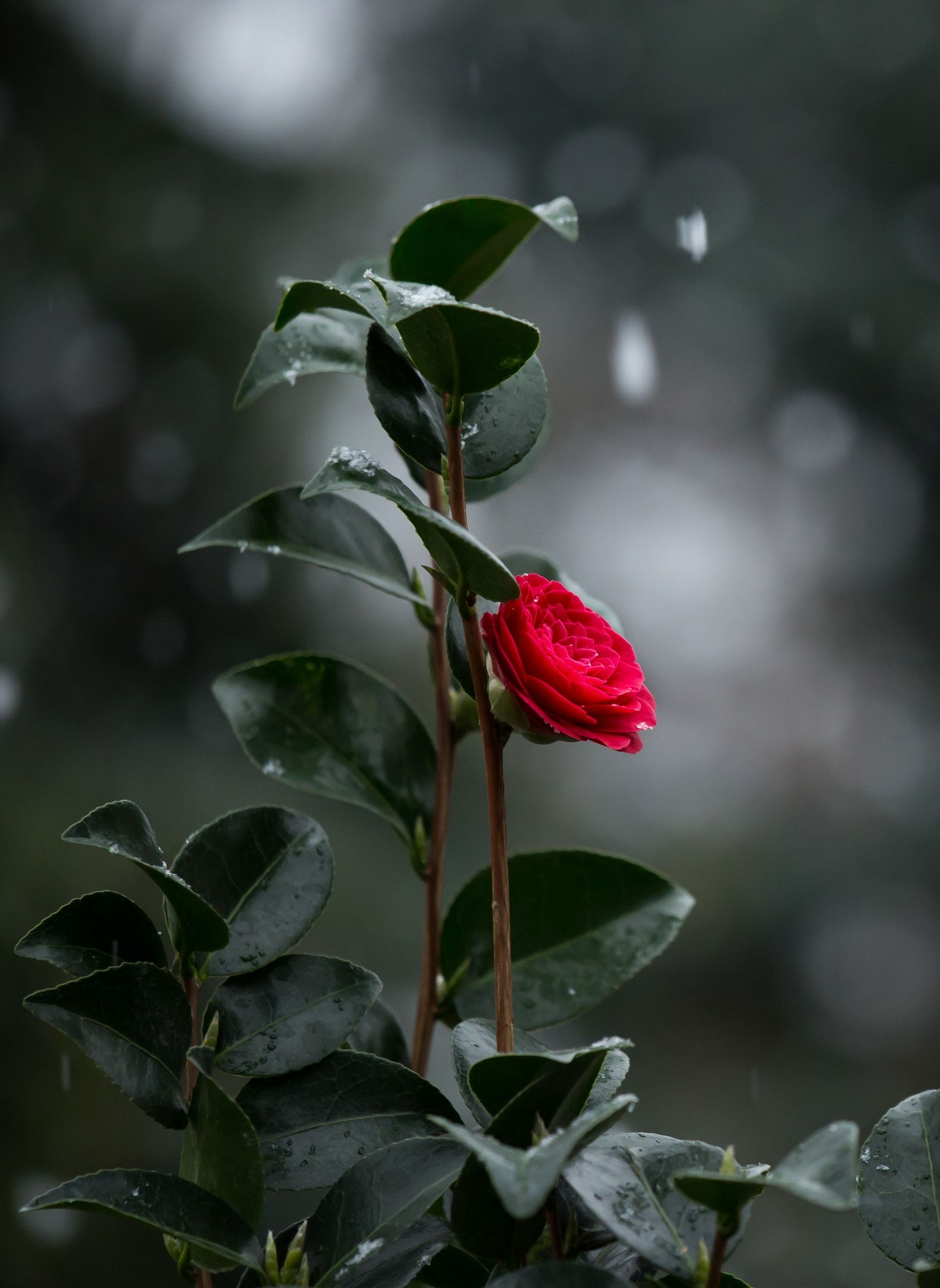 Imagens De Flores Solitárias - HD Wallpaper 