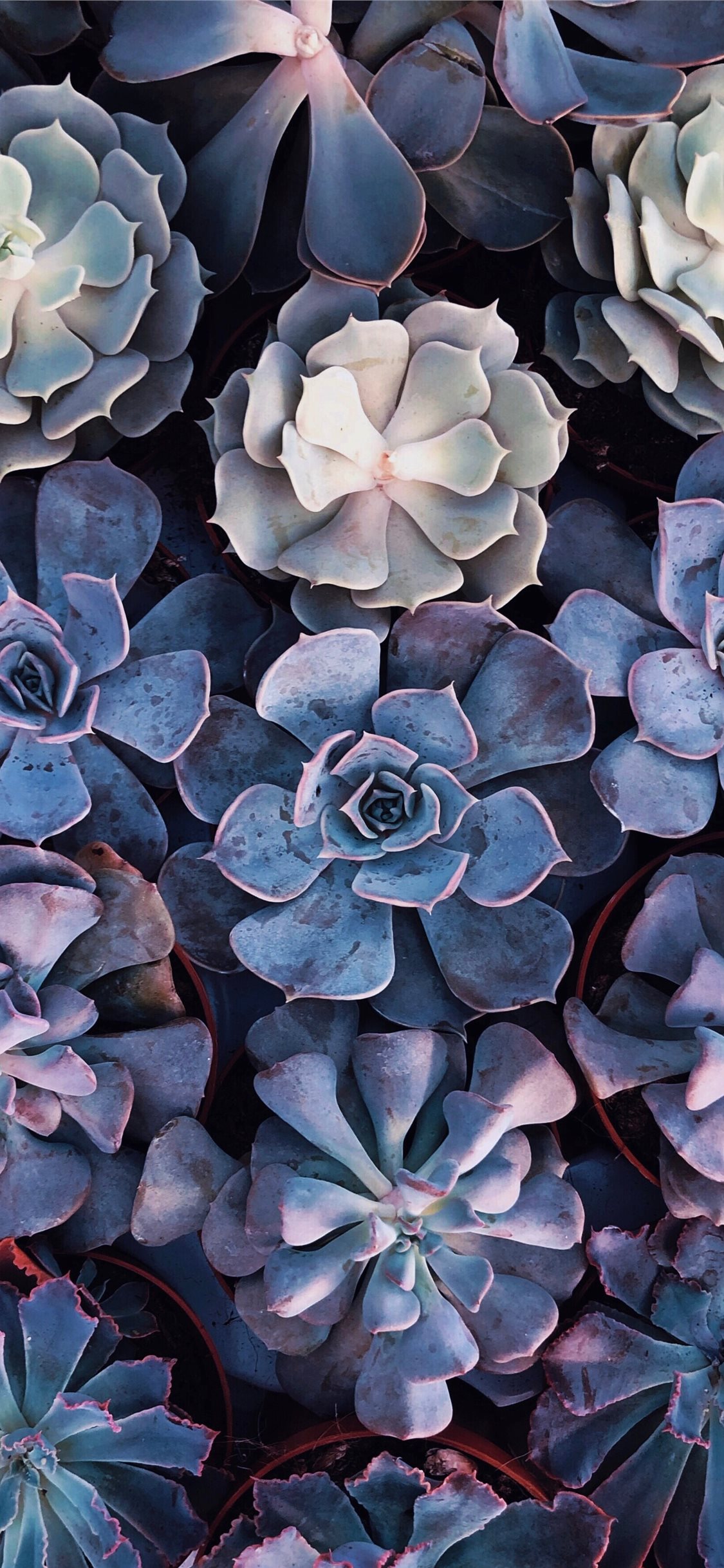 Iphone 11 Succulent Background - HD Wallpaper 