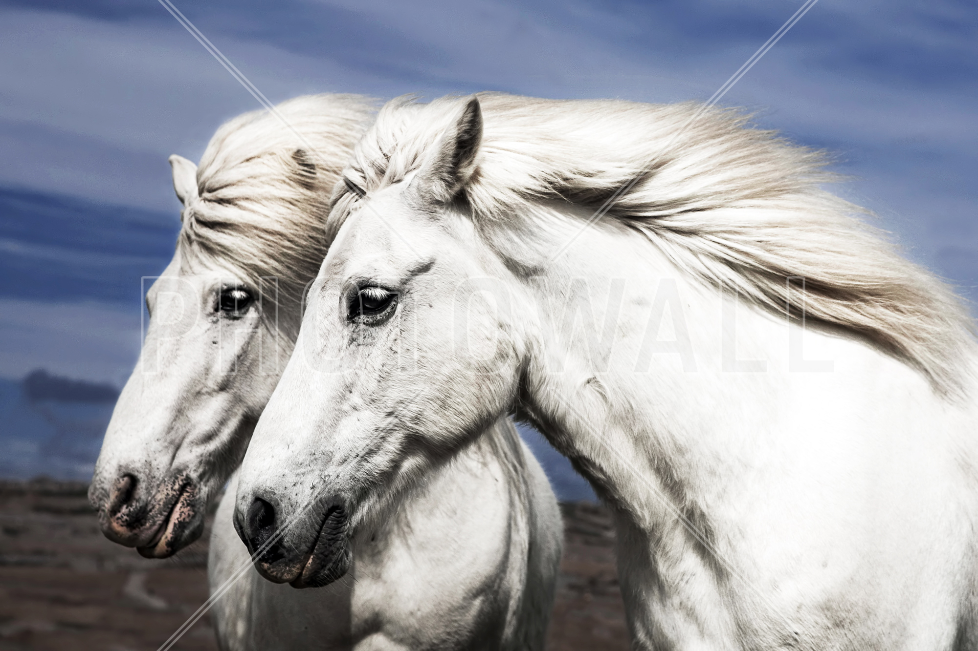 Two Beautiful White Horses - Beautiful White Horses - HD Wallpaper 