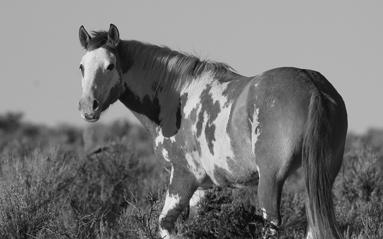 Horse Wallpapers Black And White - HD Wallpaper 