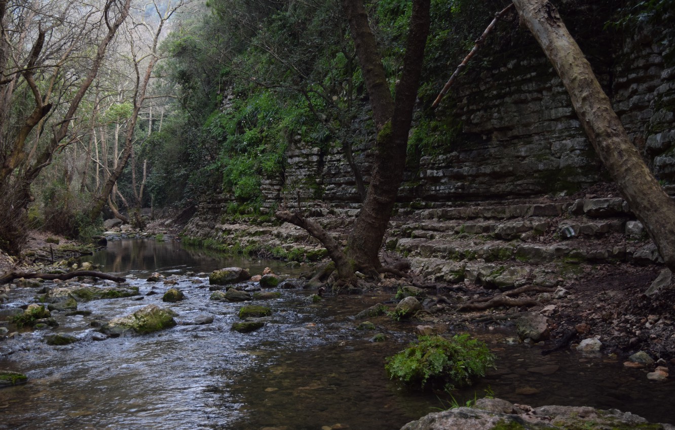 Photo Wallpaper Nature, Green, Water, Wild, River, - Israel Forests - HD Wallpaper 