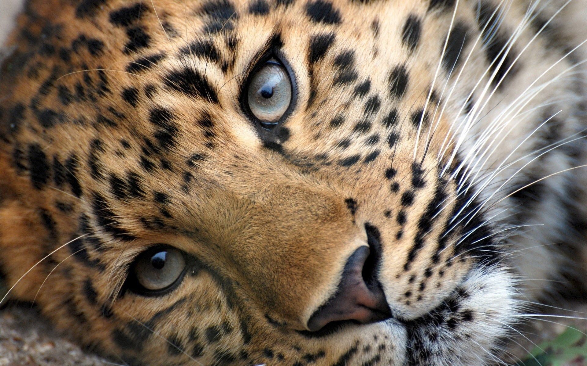 Download Wild Animals Wallpaper Hd 1080p 12 Hd Wallpapers - Leopard Hd - 1920x1200 Wallpaper Download Wild Animals Wallpaper Hd 1080p 12 Hd Wallpapers - Leopard Hd - 1920x1200 Wallpaper