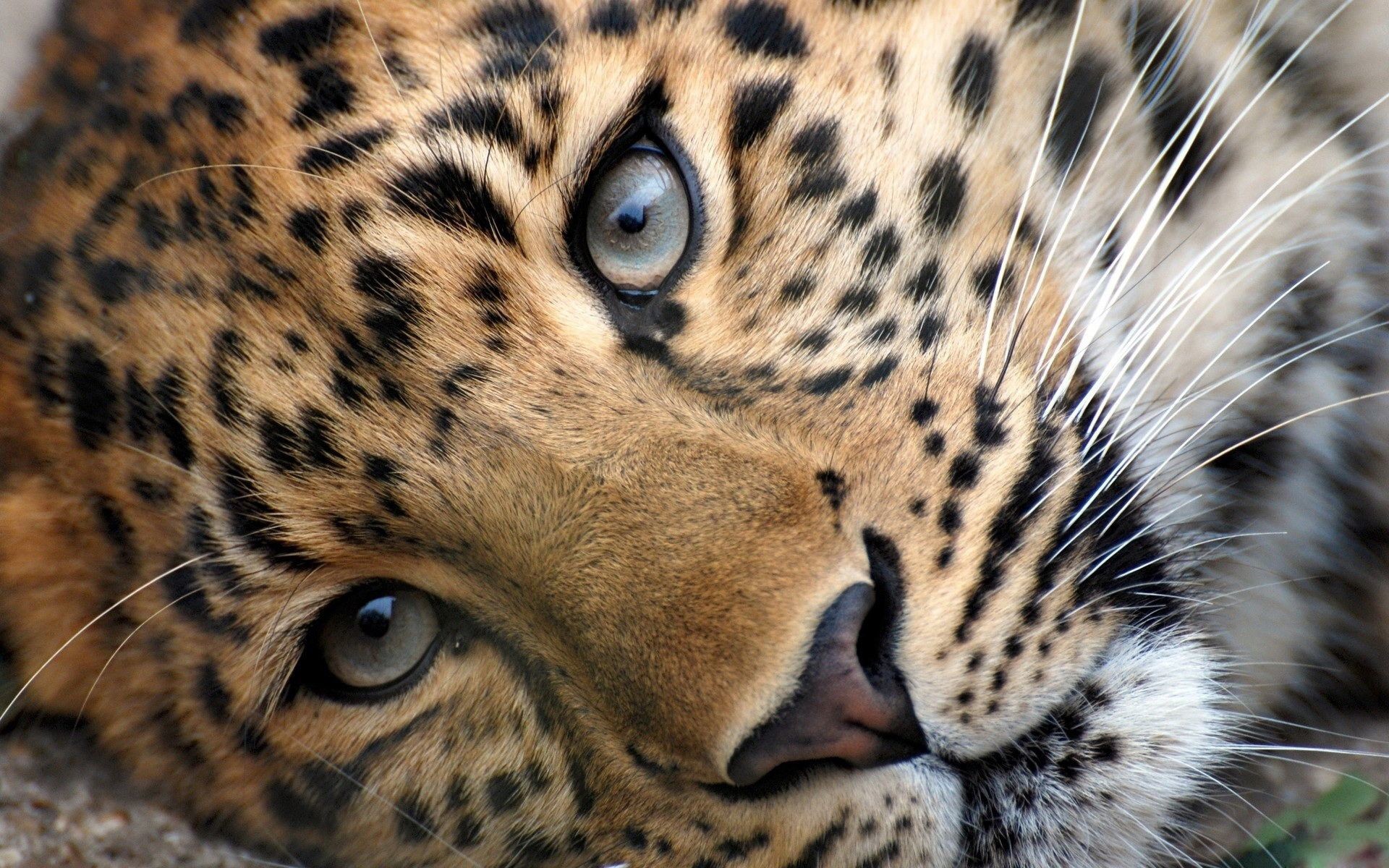 Download Wild Animals Wallpaper Hd 1080p 12 Hd Wallpapers - Leopard Hd - HD Wallpaper 