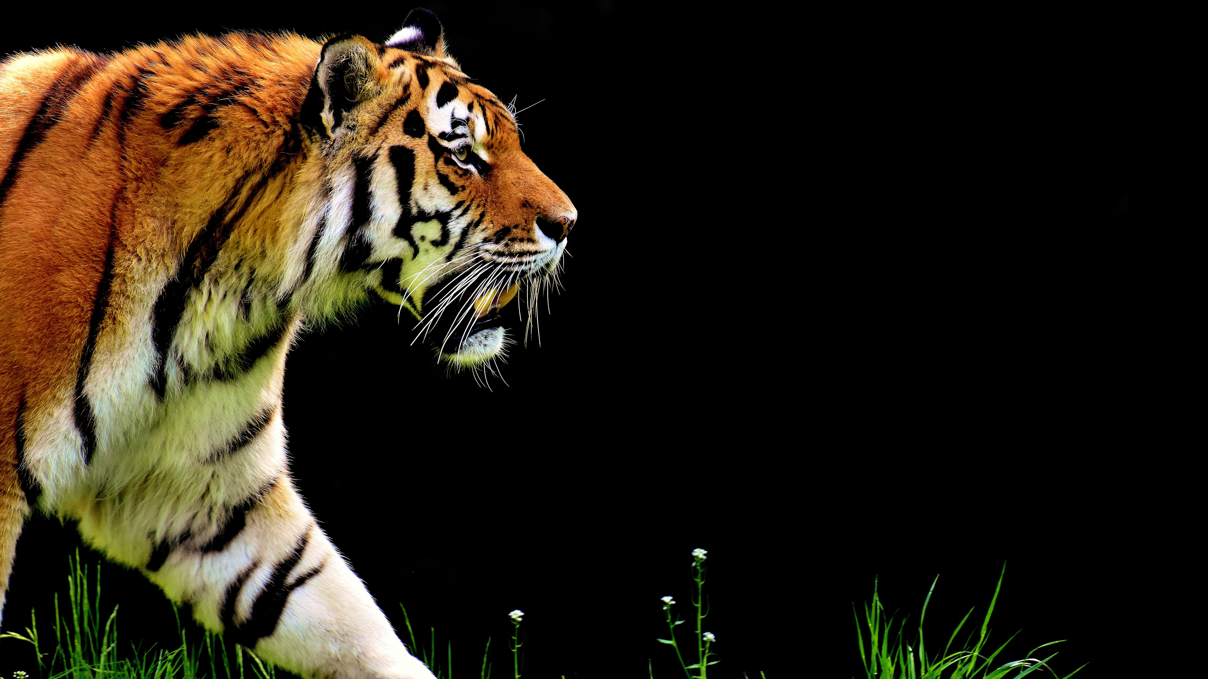 Tiger Wallpaper Hd For Laptop - HD Wallpaper 