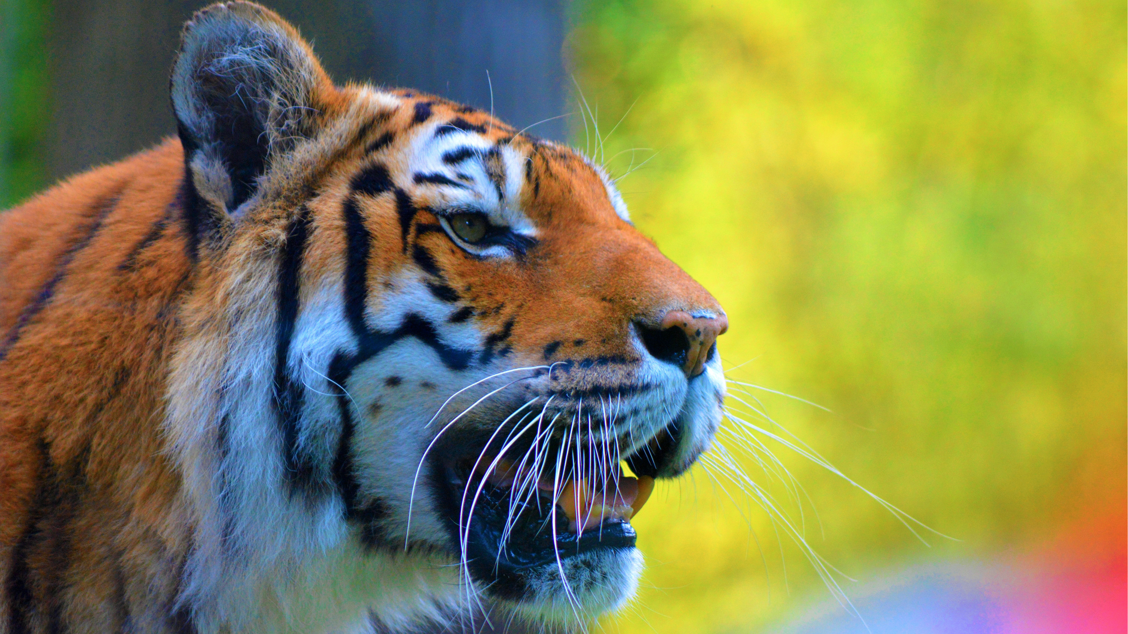 Bengal Tiger - HD Wallpaper 