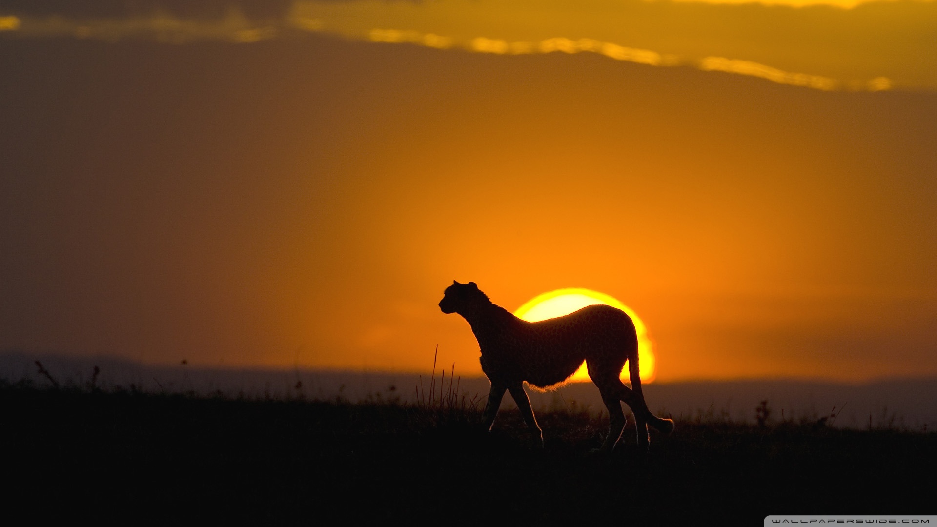 Bigpicture Natural World Photography Competition - HD Wallpaper 