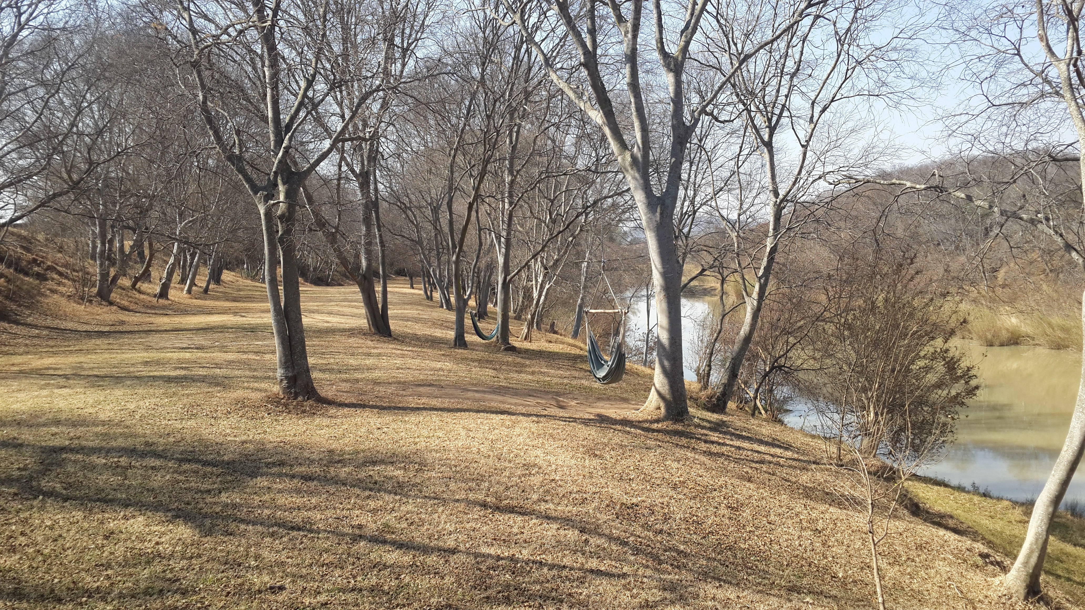 South African Winter Trees - HD Wallpaper 