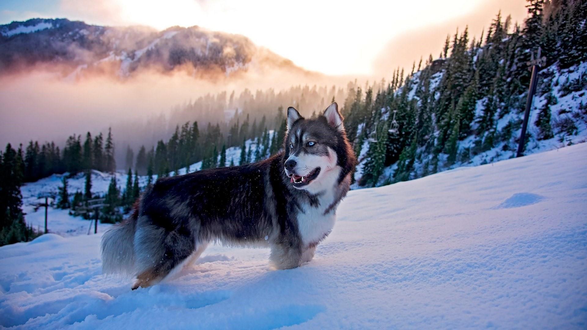 Siberian Husky - HD Wallpaper 