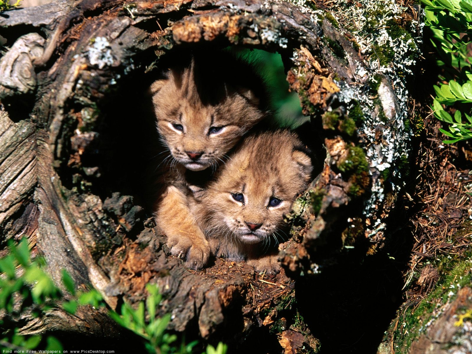 Animals Free In The Wild - 1600x1200 Wallpaper Animals Free In The Wild - 1600x1200 Wallpaper