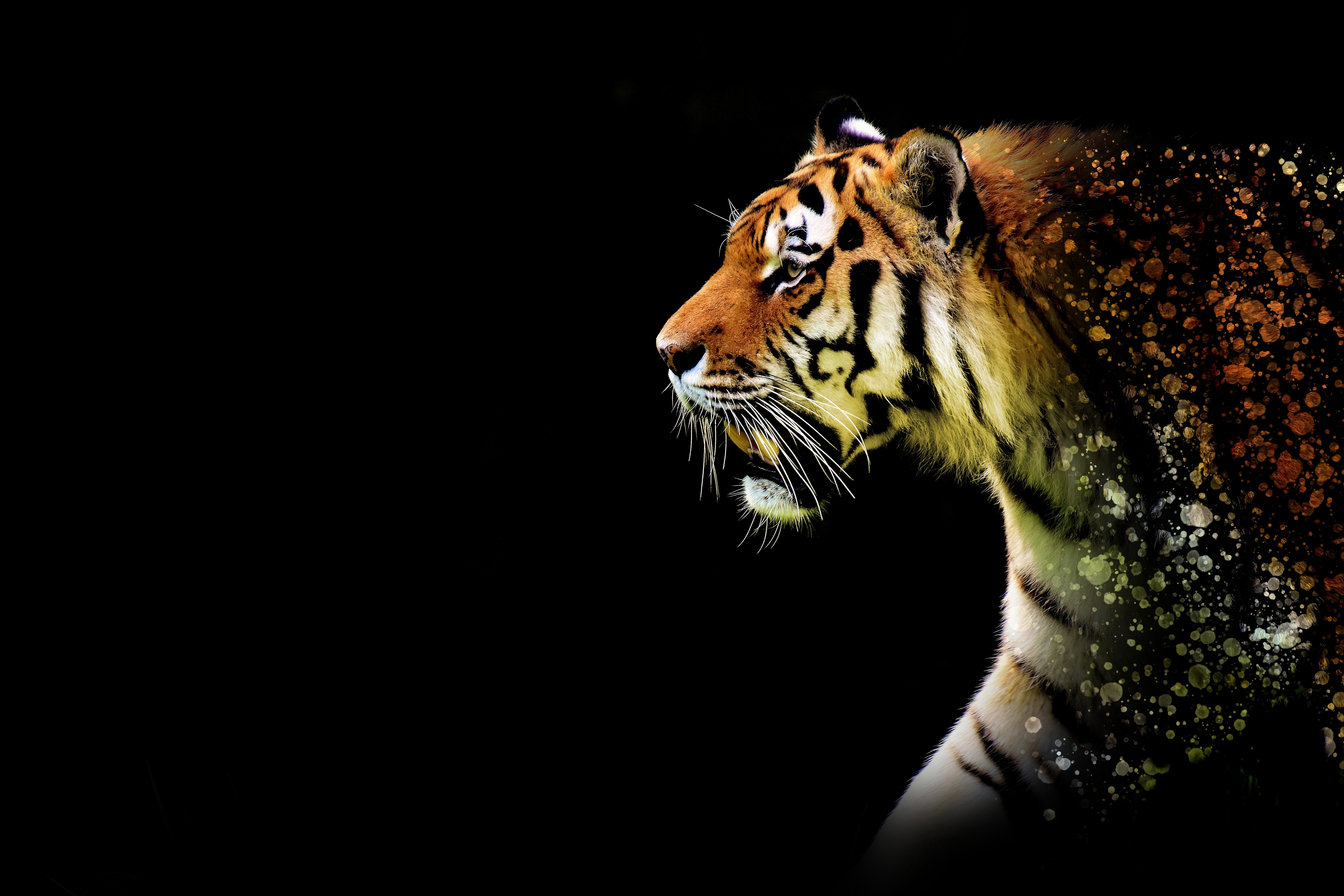Tiger Wallpaper 4k - HD Wallpaper 