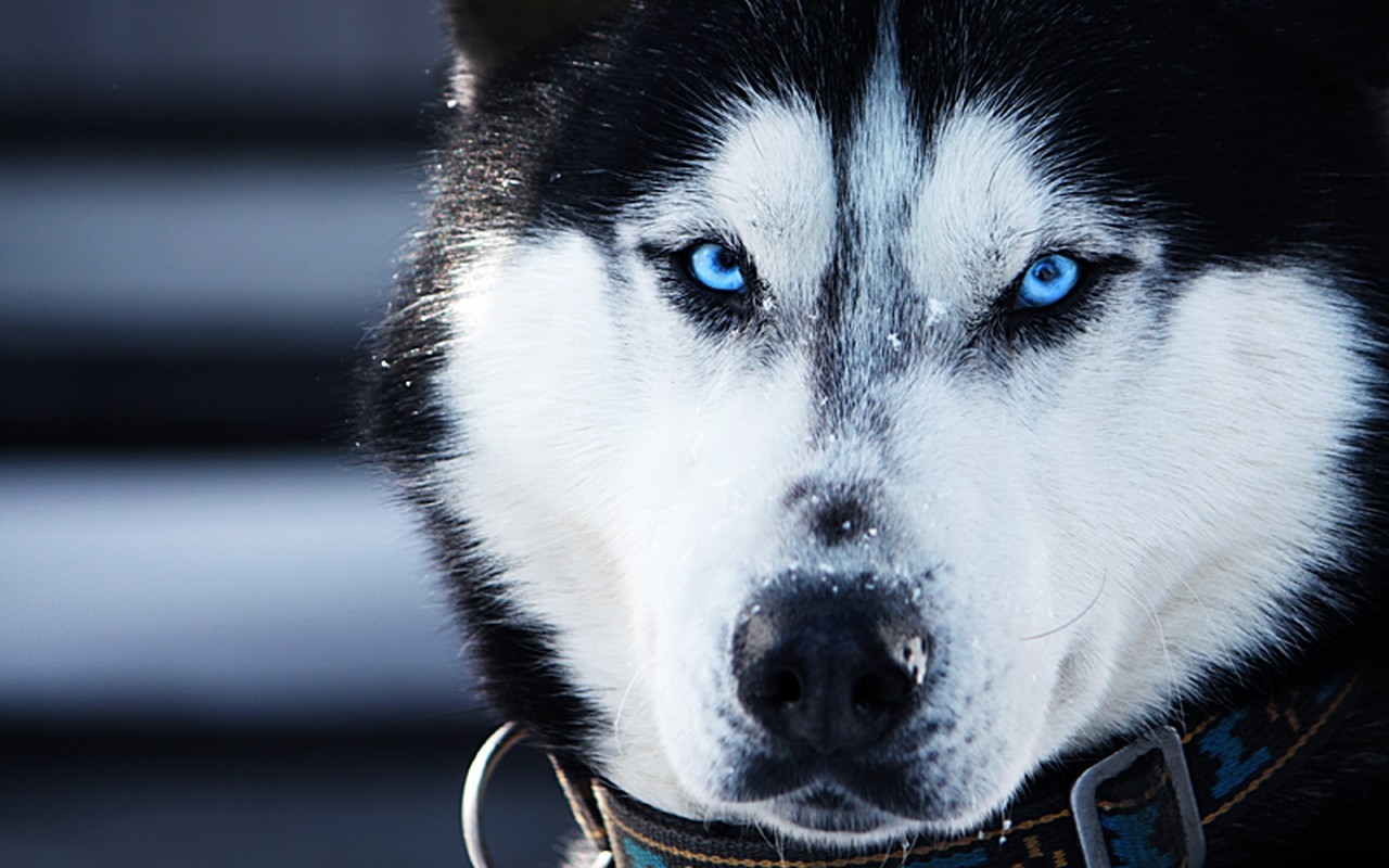 Siberian Husky - HD Wallpaper 