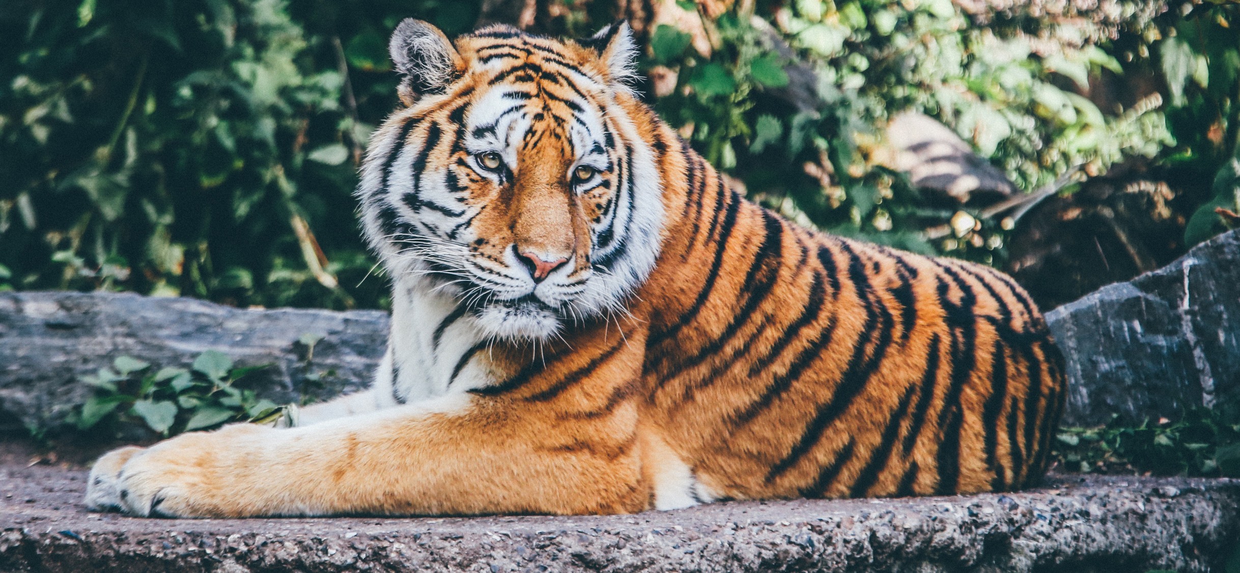 Tiger Hd Best - HD Wallpaper 