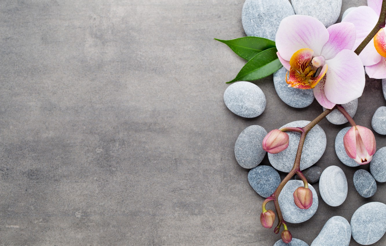 Photo Wallpaper Stones, Orchid, Pink, Flowers, Orchid, - Картинки Орхидеи На Телефон - HD Wallpaper 