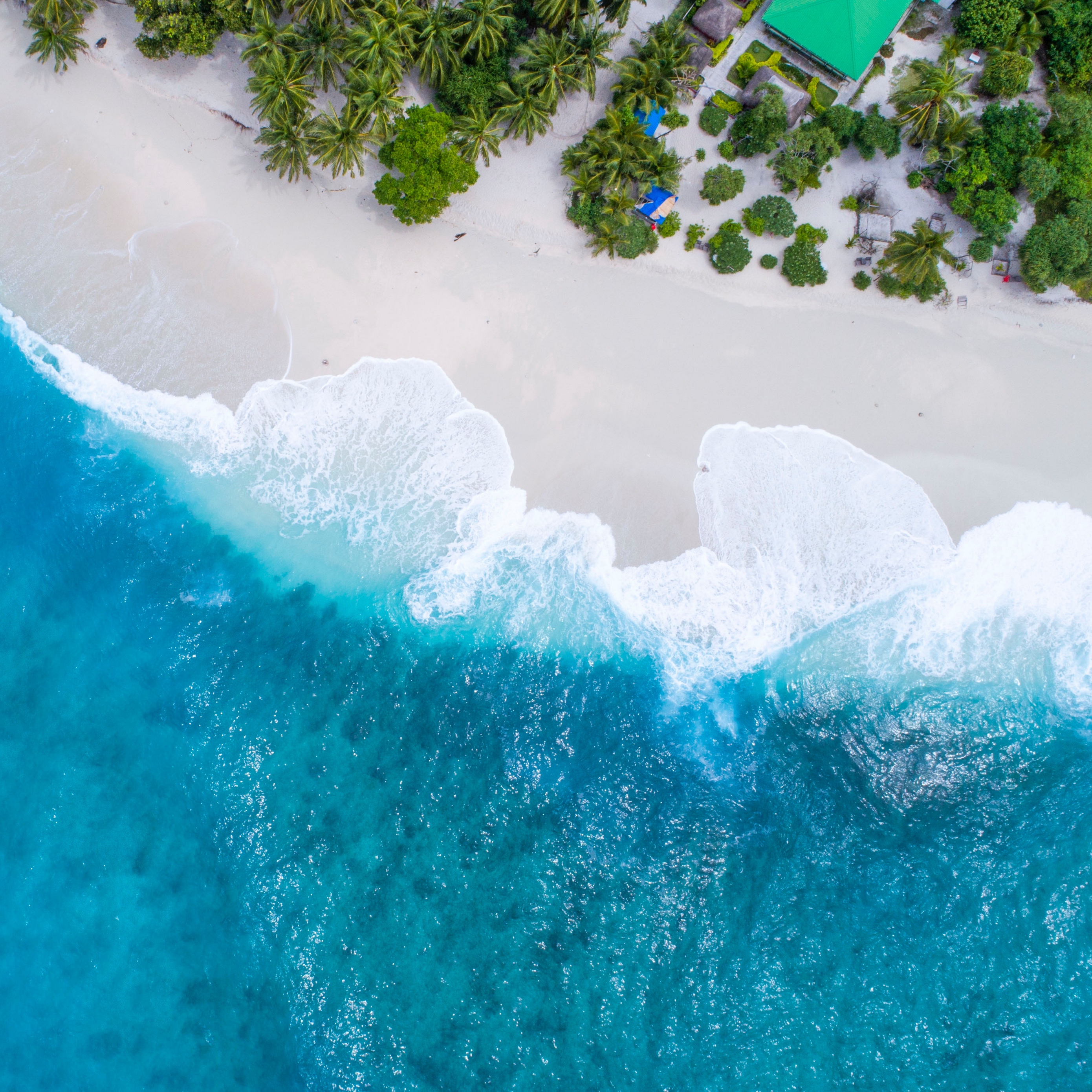 Wallpaper Ocean, Aerial View, Palm Trees, Tropics, - HD Wallpaper 
