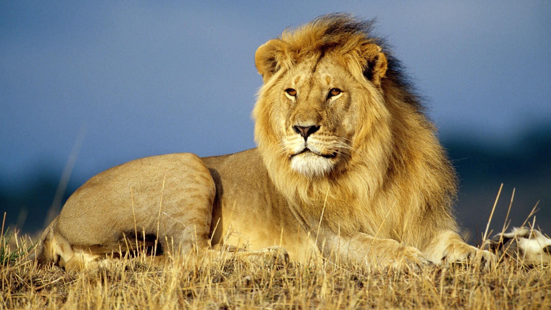 1920x1080, Animals Wallpapers - National Geographic Animal Hd - 1920x1080 Wallpaper 1920x1080, Animals Wallpapers - National Geographic Animal Hd - 1920x1080 Wallpaper
