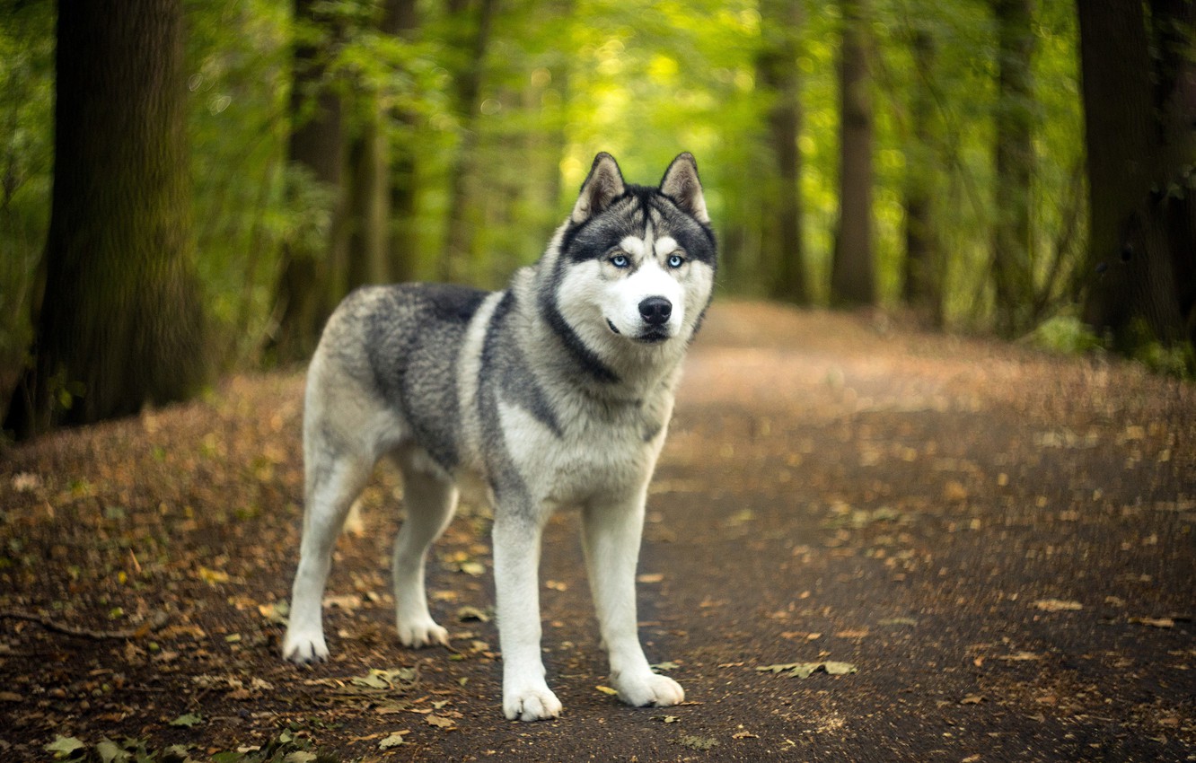 Photo Wallpaper Road, Autumn, Forest, Look, Face, Leaves, - Husky Dog Wallpaper Hd - HD Wallpaper 