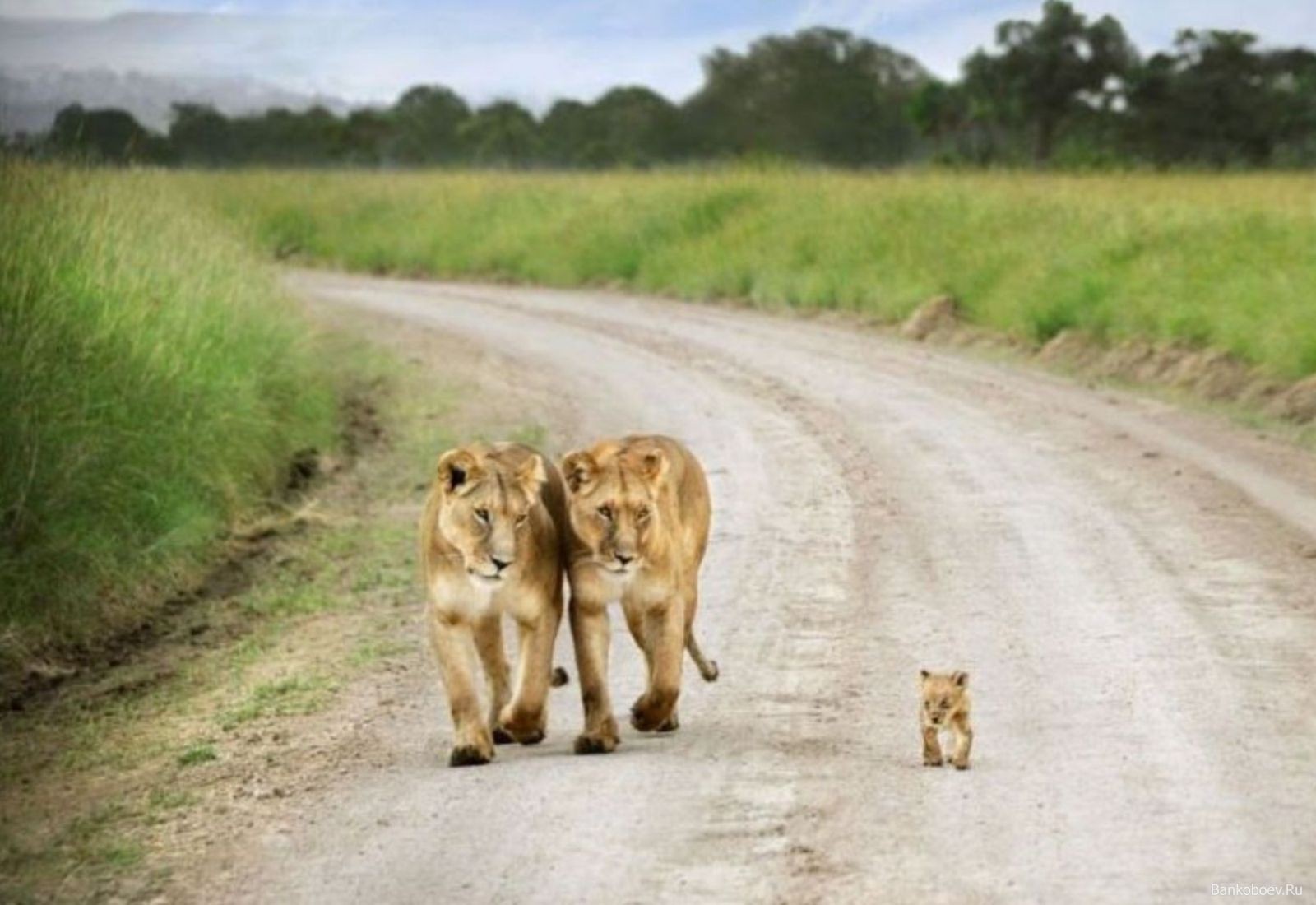 Cute Baby Wild Animals Wallpapers His Cute Baby Cub - HD Wallpaper 