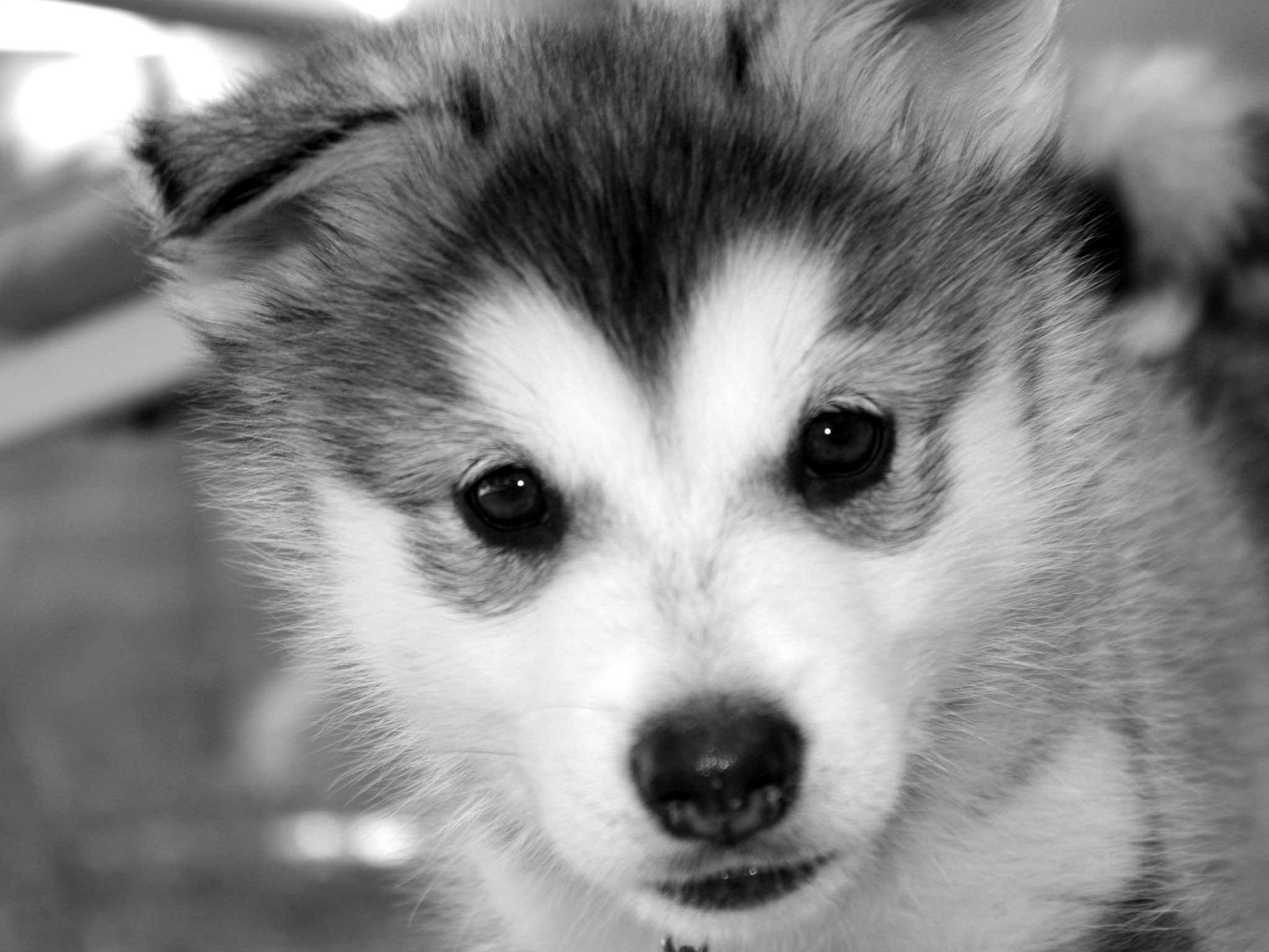 2048x1536, Cute Baby Siberian Husky Wallpaper Background - Cute Baby Siberian Husky - HD Wallpaper 