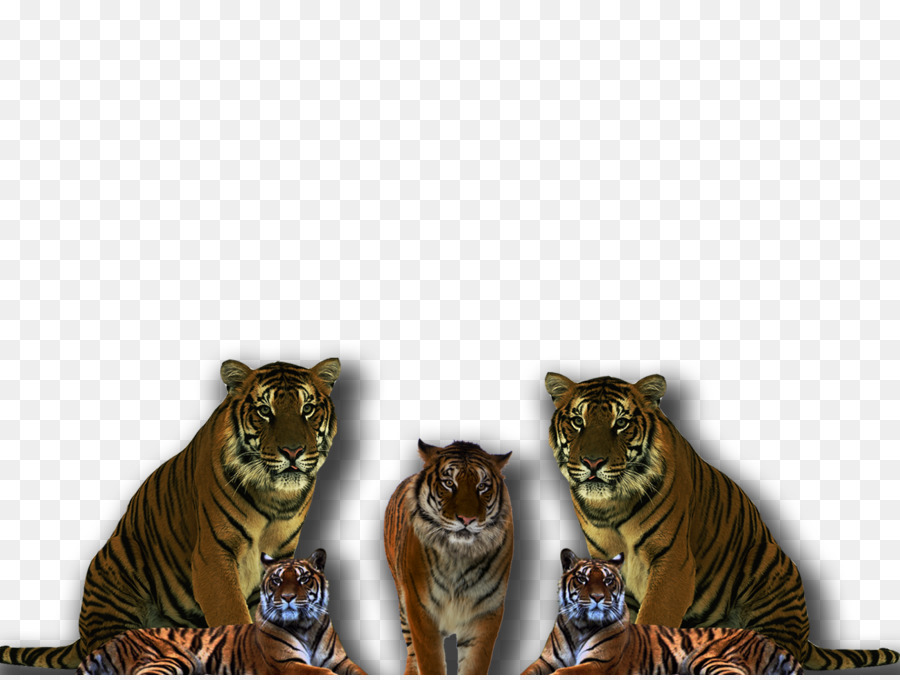 Transparent Png Image - Transparent Background Tiger Png - HD Wallpaper 