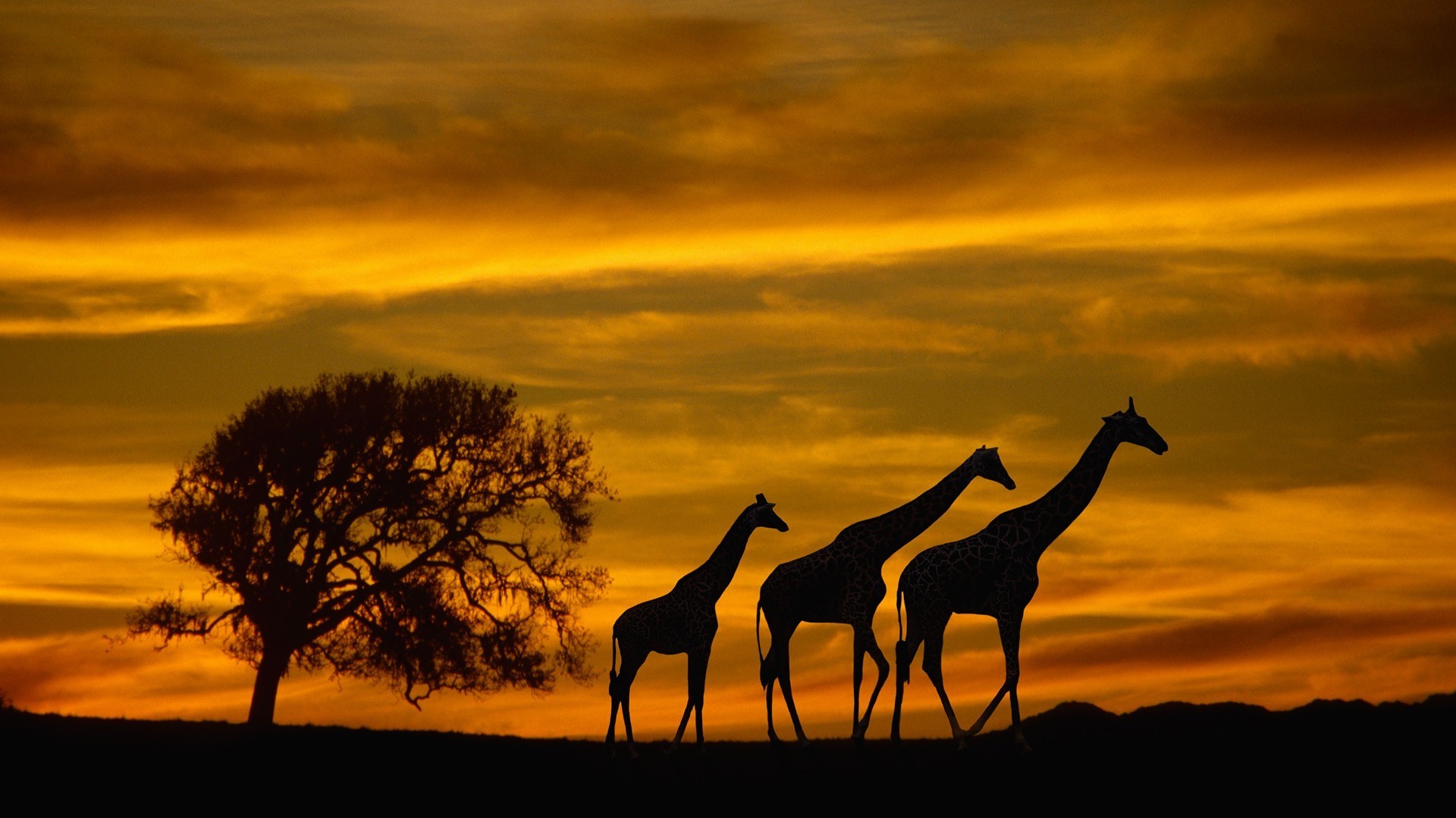 Africa, Giraffes, Animals, Wildlife, Sunset, Silhouette, - South Africa Wallpaper Animals - HD Wallpaper 