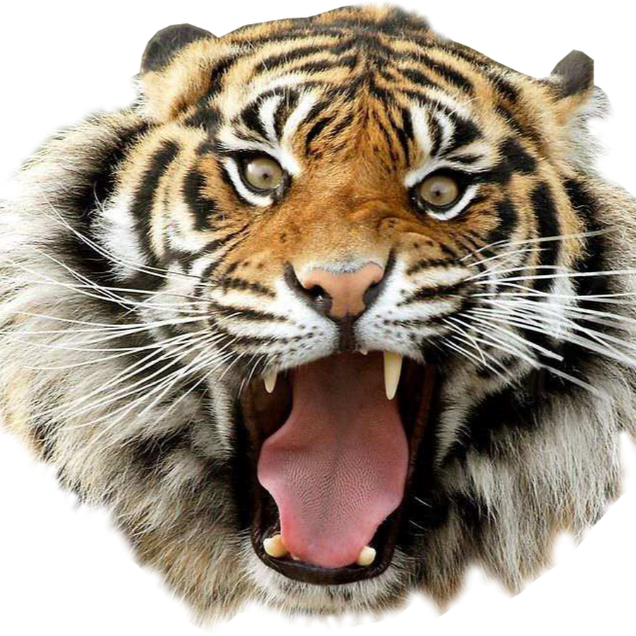 Portable Network Graphics Desktop Wallpaper Clip Art - Point Defiance Zoo & Aquarium - HD Wallpaper 