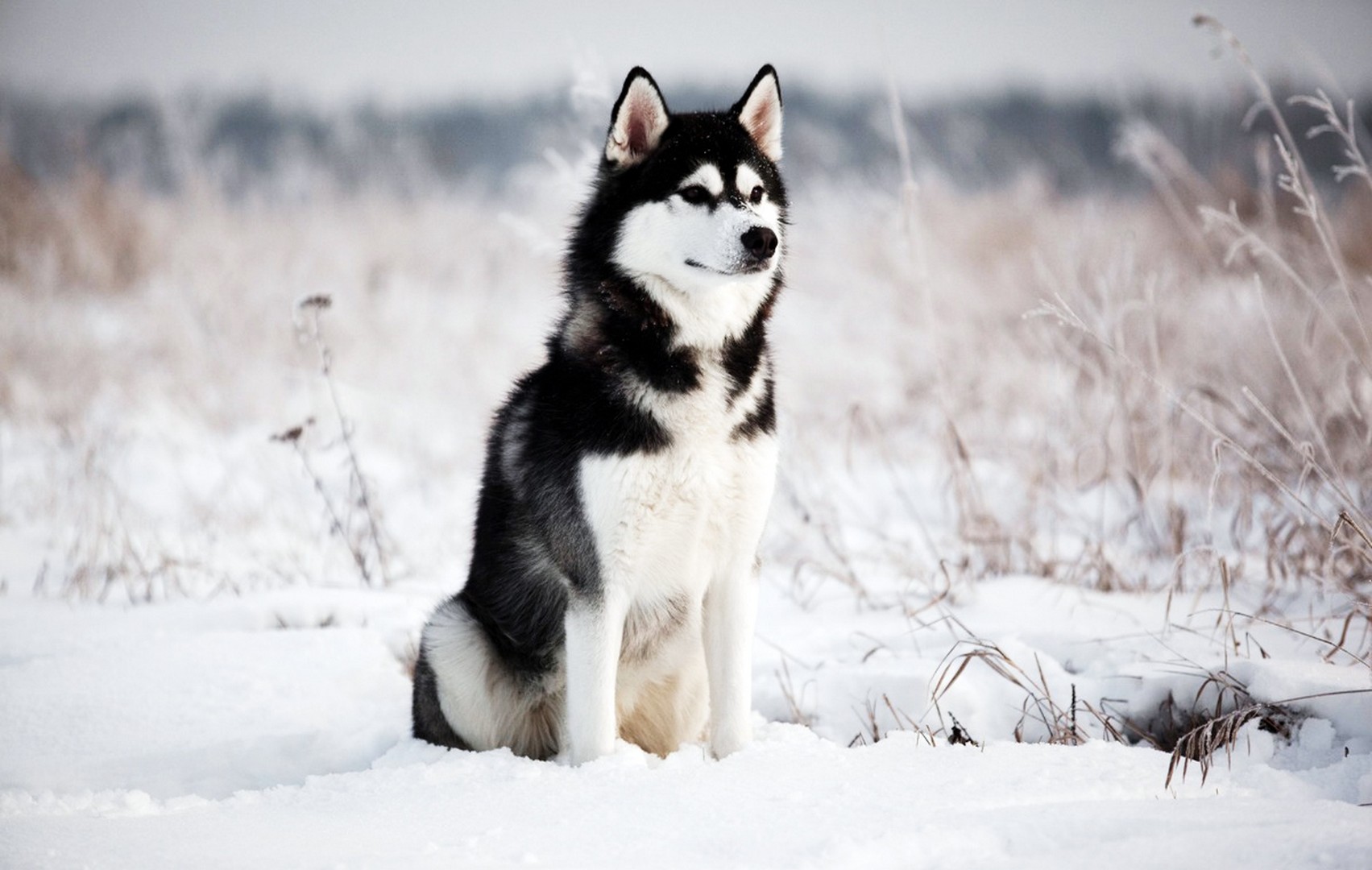 Siberian Husky Wallpapers 1080p - HD Wallpaper 