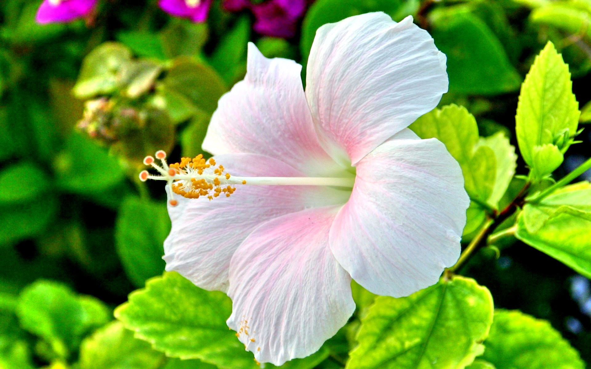 Flowers, Green, Cute Desktop Images, Nature Background - New Flower Images Hd - HD Wallpaper 