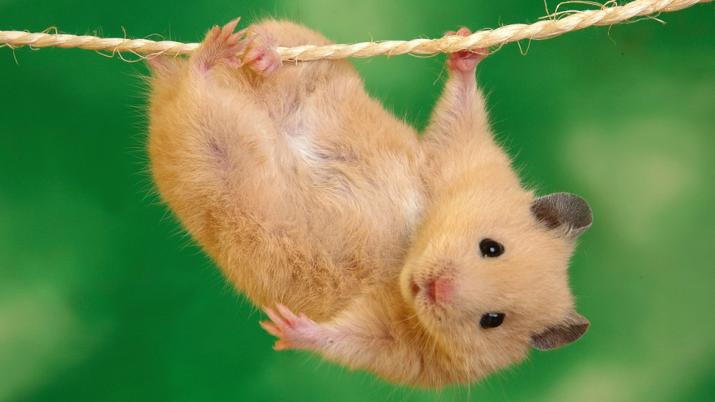 Hamster Wallpaper Wild Animals Wallpapers
hamster Wild - Animals Hamsters - HD Wallpaper 