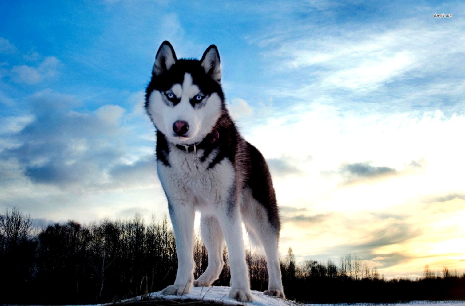 Husky Wallpapers High Resolution And Quality Download - Blue Eyes Beautiful Husky - HD Wallpaper 