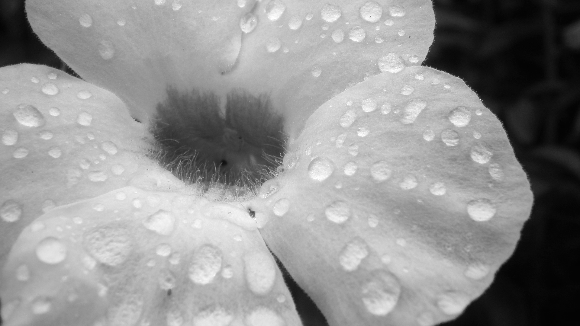 1920x1080px Black And White Floral Desktop Wallpapers - HD Wallpaper 