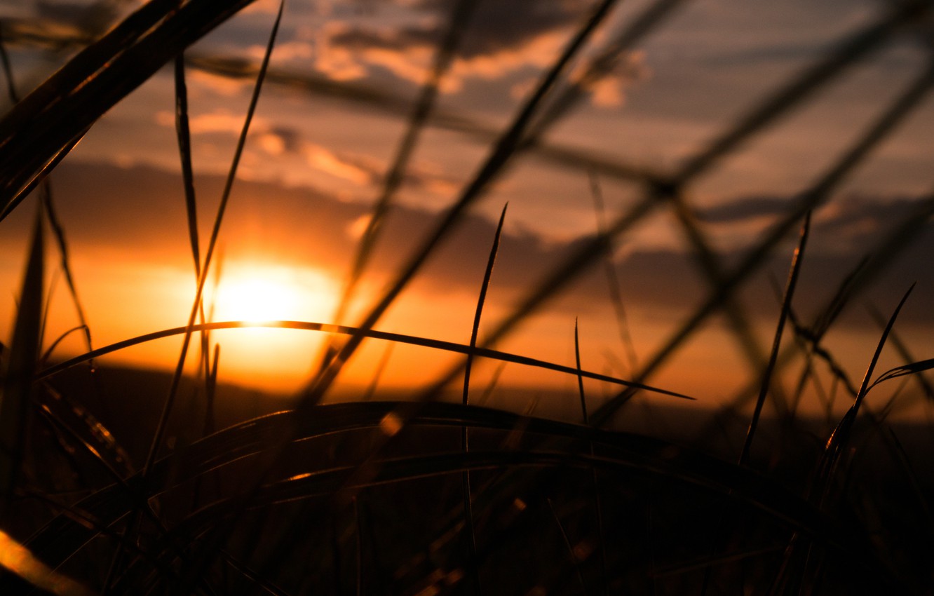 Photo Wallpaper Sky, Grass, Sunset, Summer, Moody, - Moody Nature Summer - HD Wallpaper 