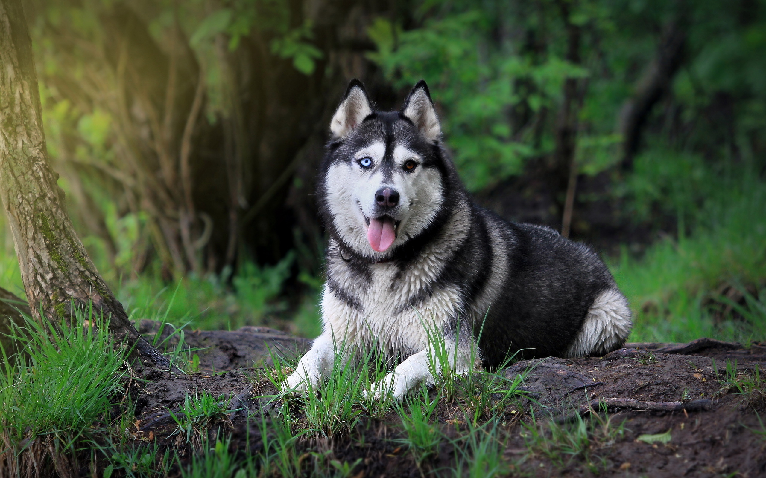 Siberian Husky Wallpapers 4k - HD Wallpaper 