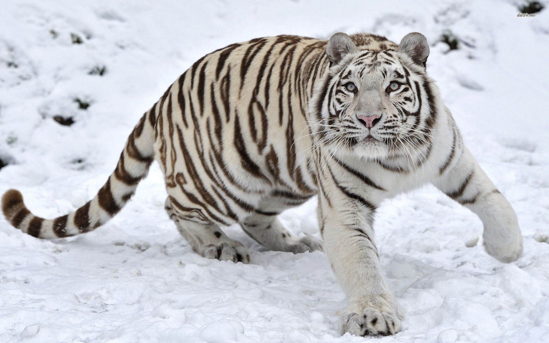 White Tiger Wallpaper Wallpapers For Free Download - Baby White Tigers In Snow - HD Wallpaper 