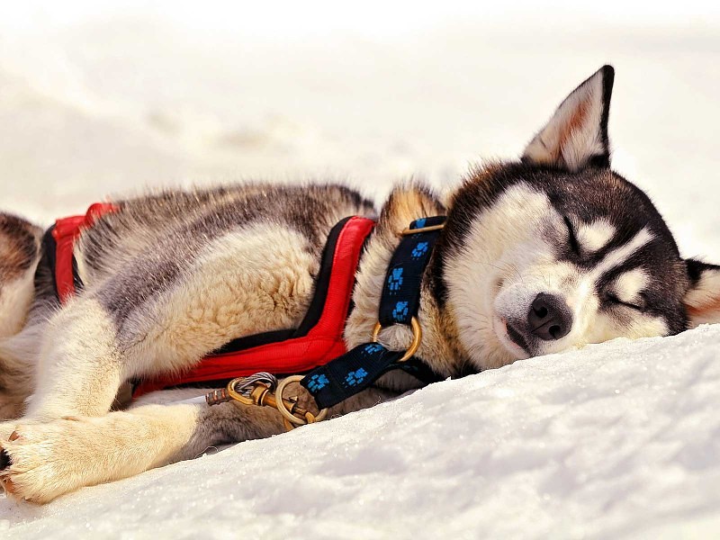 Siberian Husky Wallpaper Hd For Desktop - Sled Dog Sleeping In Snow - HD Wallpaper 