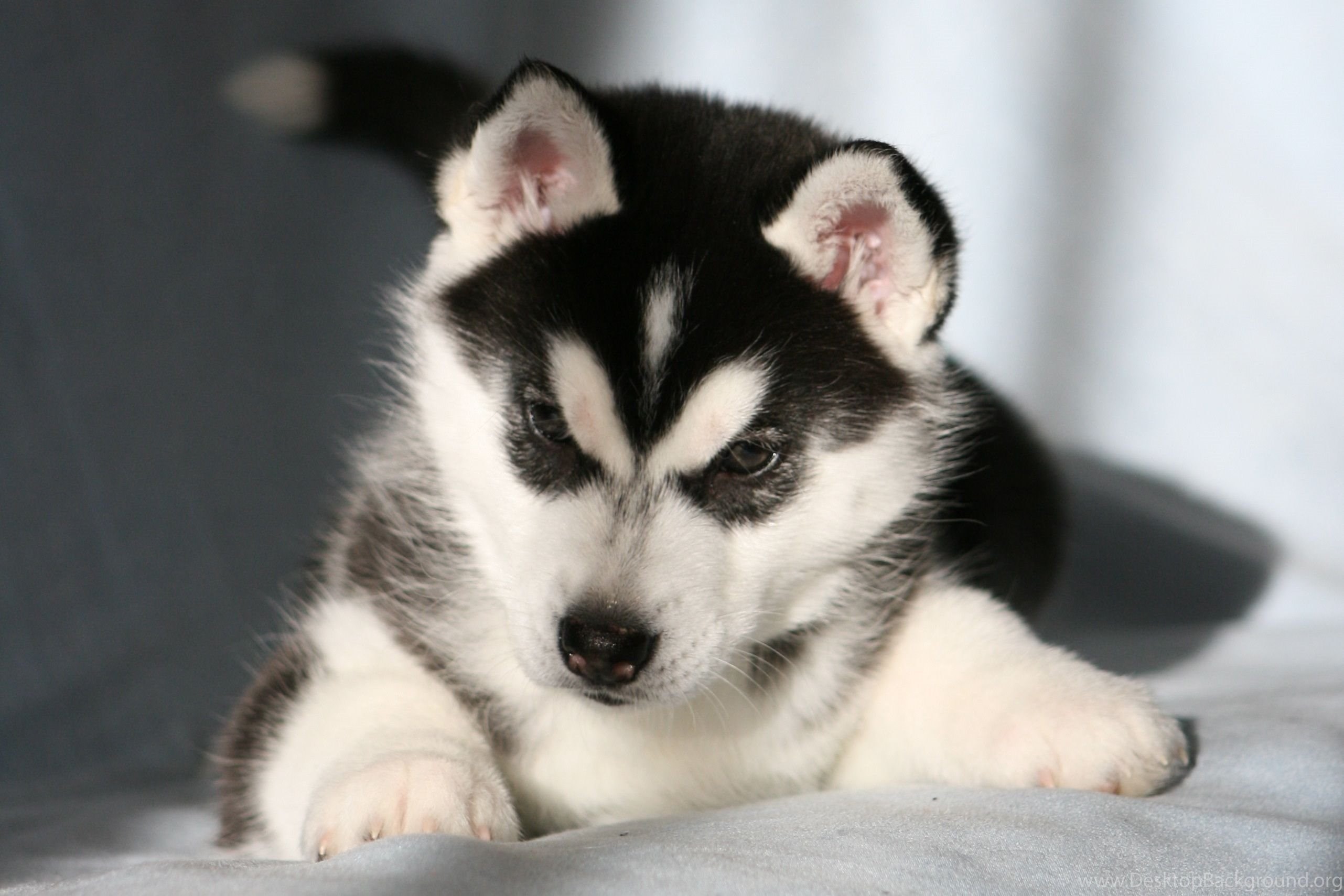 The Puppy Siberian Husky Wallpapers And Images Wallpapers - Puppy Siberian Husky Hd - HD Wallpaper 
