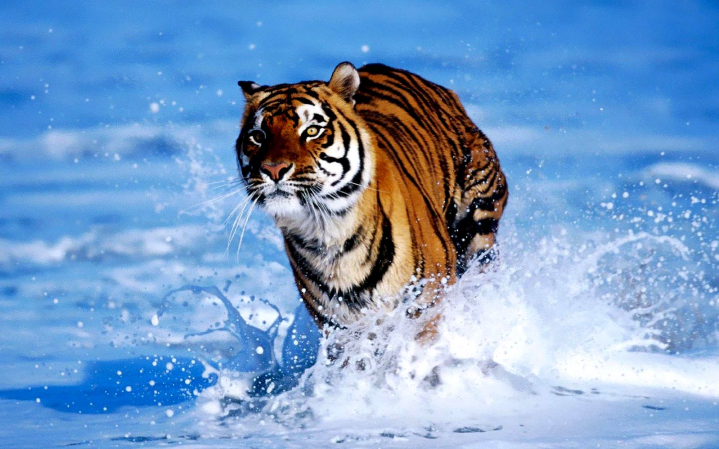 Running Tiger Wallpaper Wild Animal Wallpapers Png - Running Tiger Photos Hd - HD Wallpaper 
