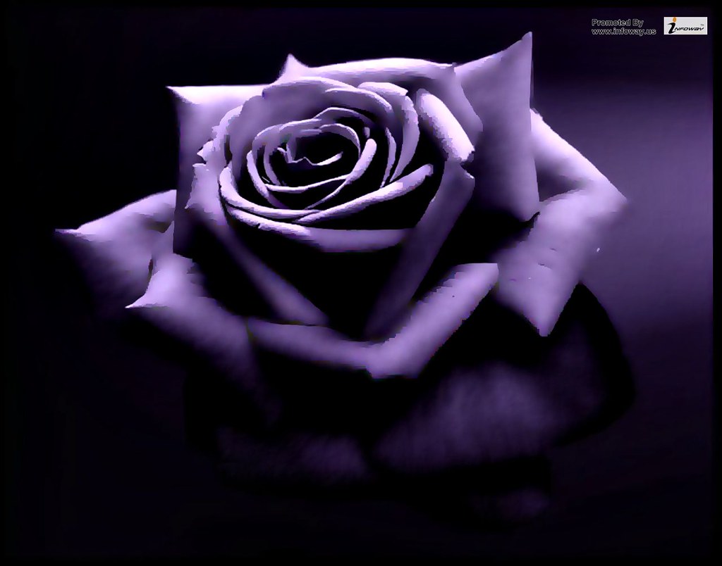 Purple Rose Hd - HD Wallpaper 