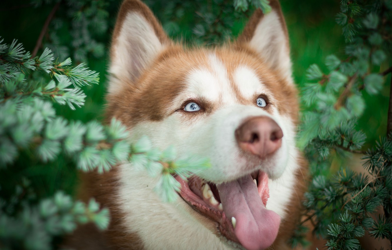 Photo Wallpaper Language, Face, Branches, Nature, Portrait, - Шапки Для Ютуба Собаки - HD Wallpaper 