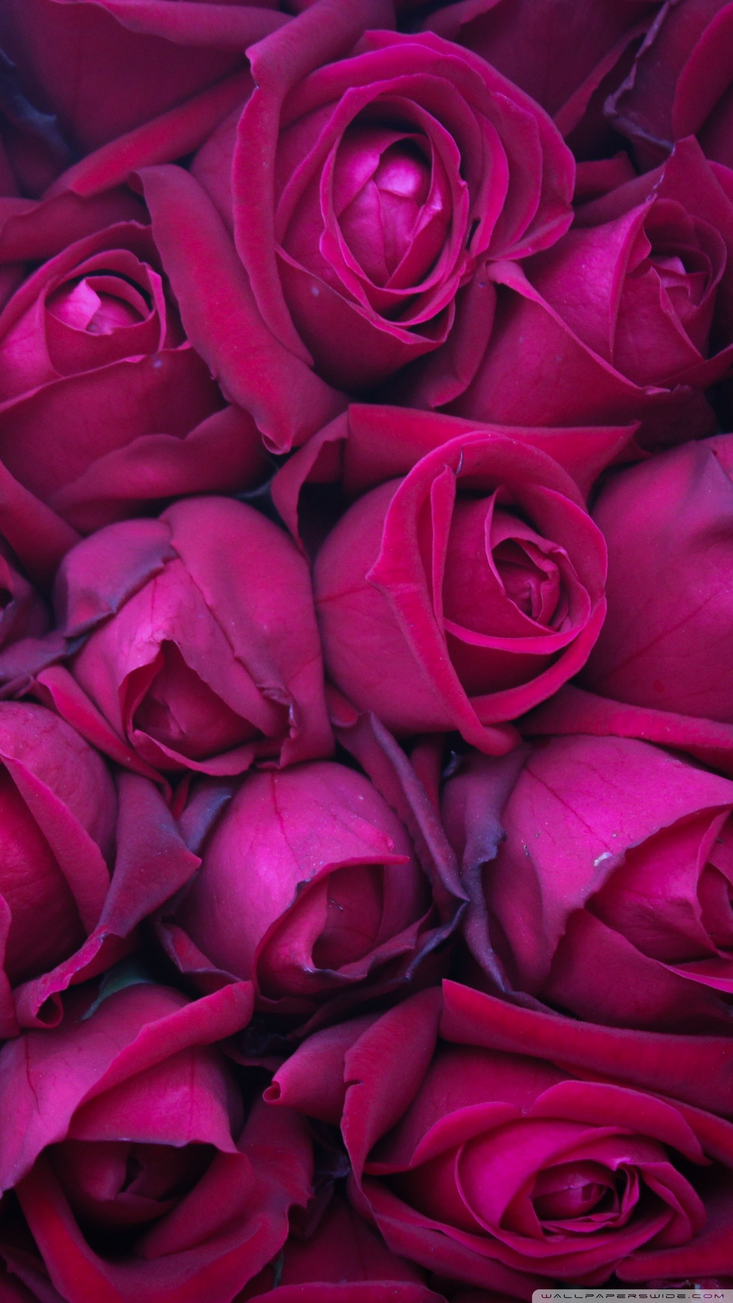 1440x2560, Smartphone 
 Data Id 245794 
 Data Src /walls/full/f/0/0/245794 - Rose Wallpaper For Smartphone - HD Wallpaper 