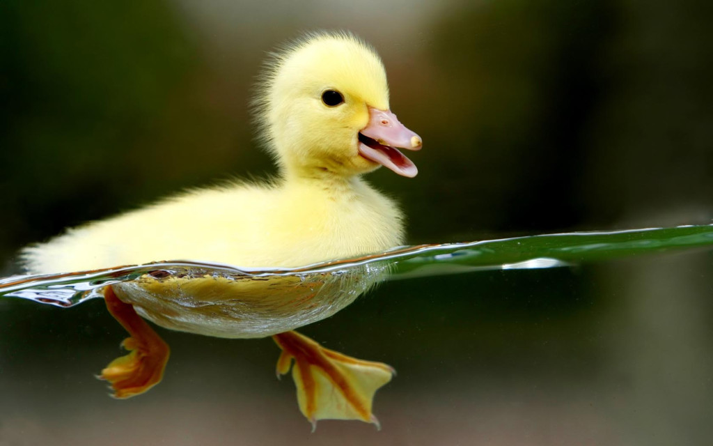 Little Duck Wallpaper Wild Animals Wallpapers
little - Hd Animal - HD Wallpaper 