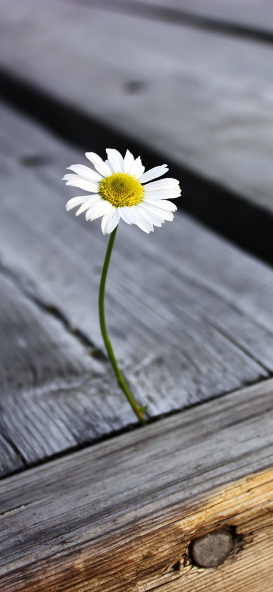 Flower Hd Phone Wallpaper 133 - Alone Daisy Flower - 1080x2340 Wallpaper - Flower Hd Phone Wallpaper 133 - Alone Daisy Flower - 1080x2340 Wallpaper -