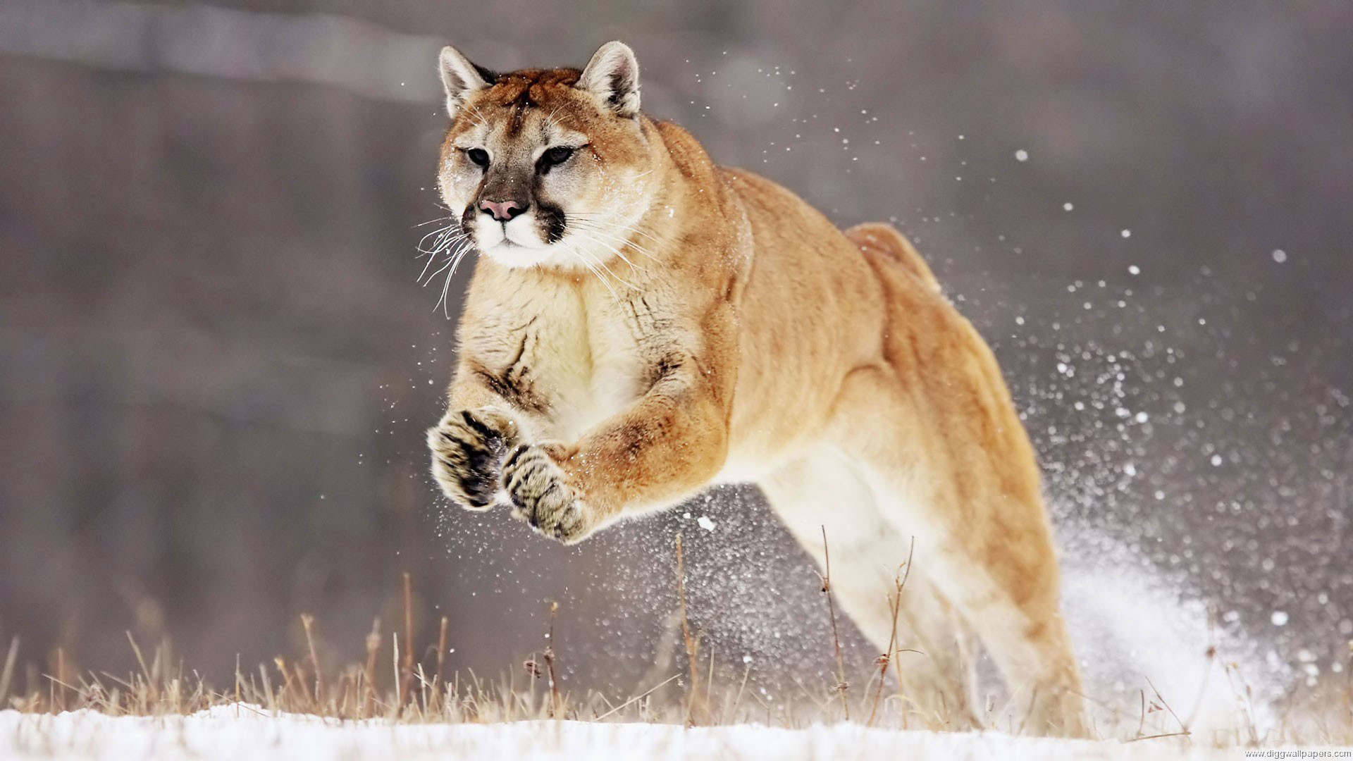 1920x1080, Forest Cat Wild Animal Wallpaper 
 Data - Mountain Lion Hd - HD Wallpaper 