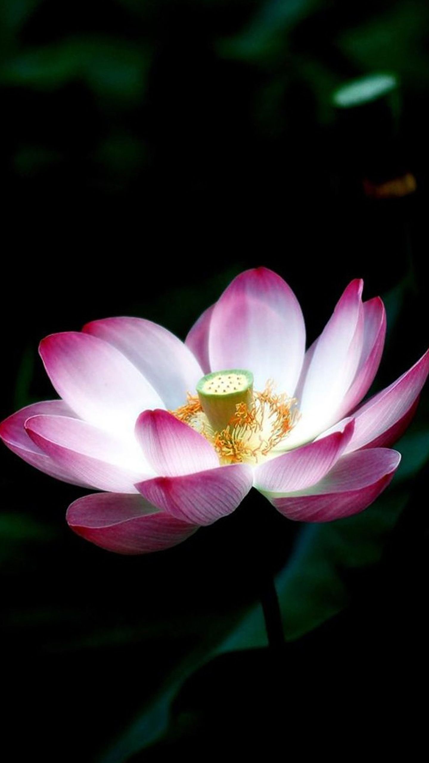 Iphone 6 Wallpaper Hd Flowers Lotus - HD Wallpaper 