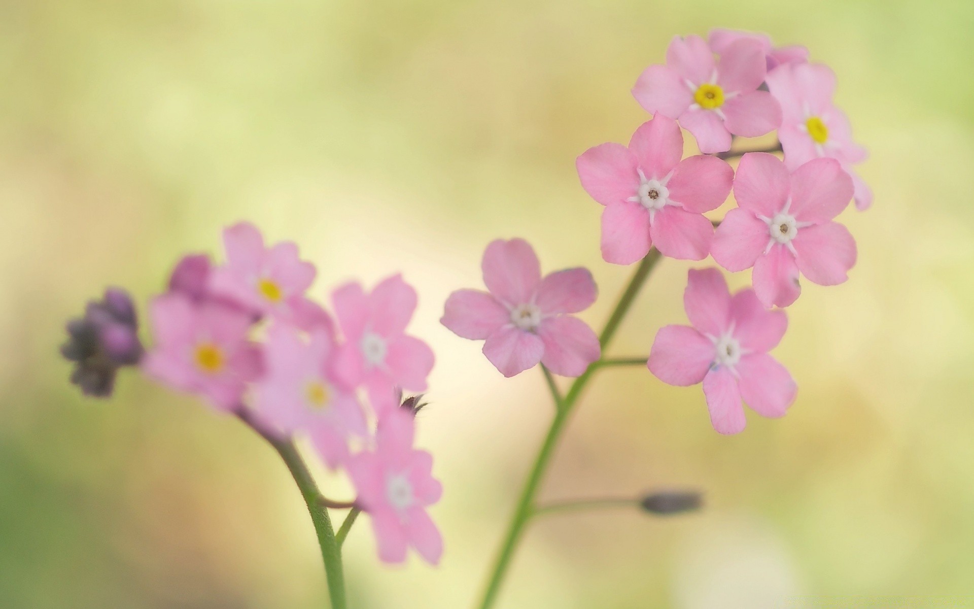 Macro Flower Flora Nature Petal Floral Summer Garden - Forget Me Not Flower Pink Hd - HD Wallpaper 