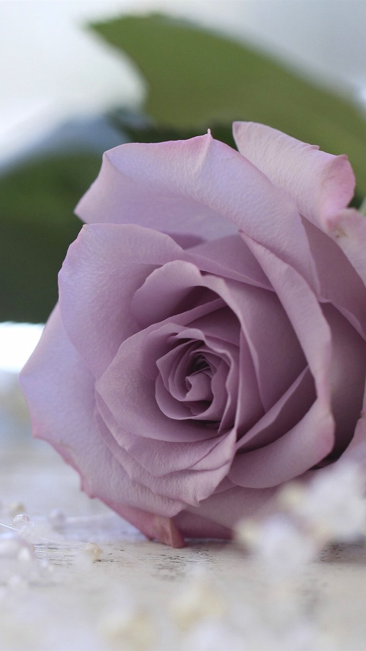 Purple Rose Wallpaper For Iphone - HD Wallpaper 