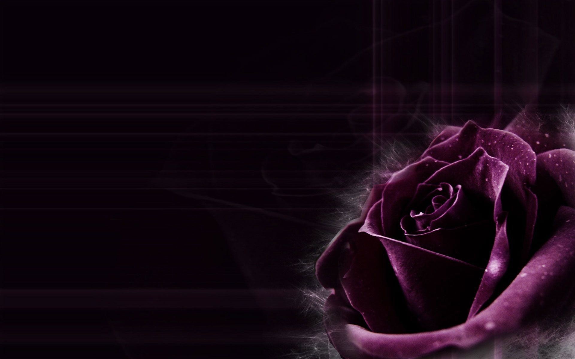 Dark Purple Rose Backgrounds Images & Pictures - Dark Purple Rose Background - HD Wallpaper 