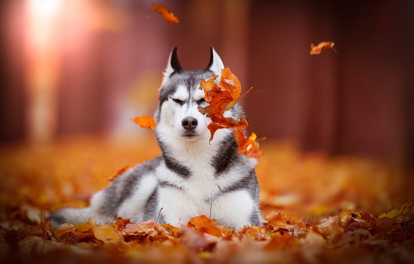 Photo Wallpaper Autumn, Leaves, Dog, Bokeh, Siberian - Husky Autumn - HD Wallpaper 